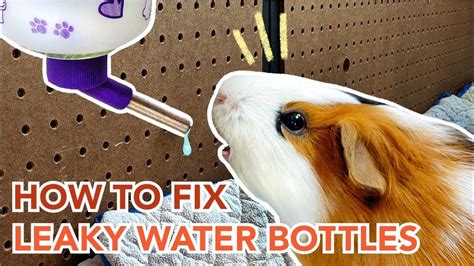 small animal water bottle leaking|How To Fix A Dripping Guinea Pig Water Bottle